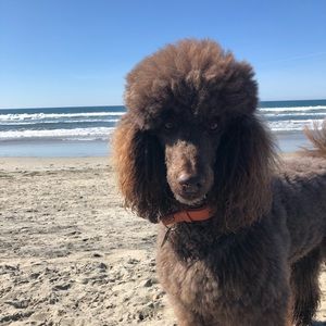 Meet your Posher, Oxana